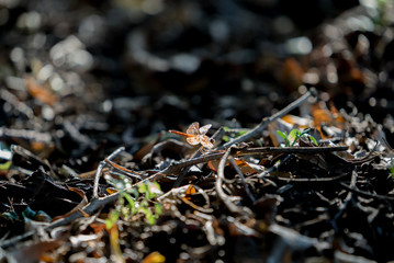 Butterflies fly on the ground