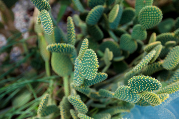 green cactus with needles