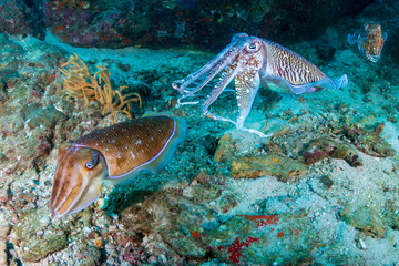 Mating Pharaoh Cuttlefish on a deep dark coral reef (Richelieu Rock, Thailand)