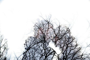 Art photo from camera. Double exposure of couple in love and tree of forest. Valentine art concept.