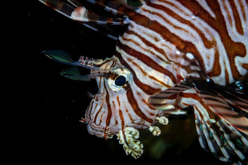 Common Lionfish on an underwater shipwreck