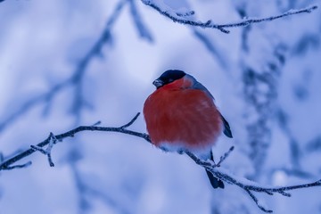 Bright bullfinches in the Northern winter forest.
