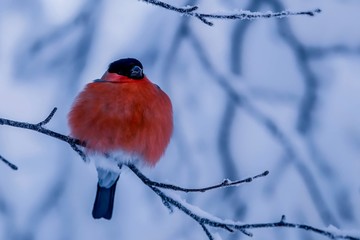 Bright bullfinches in the Northern winter forest.