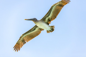 Saint Vincent and the Grenadines, Pelican flying