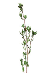 Thyme fresh herbs (Thymus vulgaris). Fine herb. Isolated on a white background, isolated, shallow depth of field 