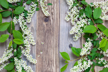 still life with branch of blossom bird cherry