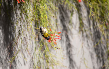 Saint Vincent and the Grenadines, bananaquit bird