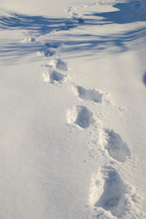 Footsteps in 15cm of fresh powder snow, leading the way towards the shadows of trees.