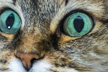 Naklejka na ściany i meble blue eyes cats close-up