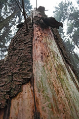 Trunk of dead fir in the forest, for an attack by parasites.