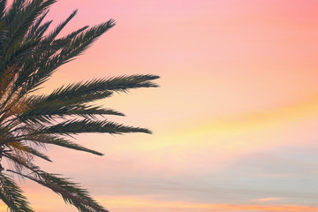 silhouette tropical palm tree with sun light on sunset sky. Copy space. Summer vacation and  travel concept.