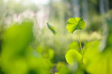 Nasturtium leaves in spring against defocused background.
