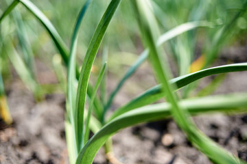 Obraz premium Close up of garlic plant, copy space. Green young onion leaves, selective focuse