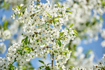 Branches of spring blossoming tree on blue sky background, copy space. Cherry tree with beautiful white flowers. Nature and springtime background, free space