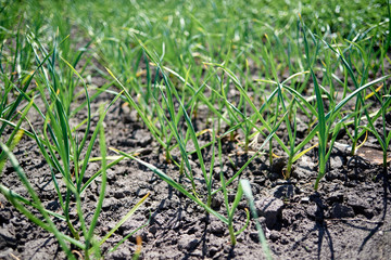 Garlic field, copy space. Green young leaves, onion plants. Garlic plantation. Vegetable farm