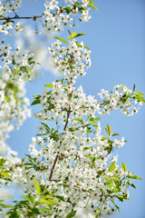 Branches of spring blossoming tree on blue sky background, copy space. Cherry tree with beautiful white flowers. Nature and springtime background, free space