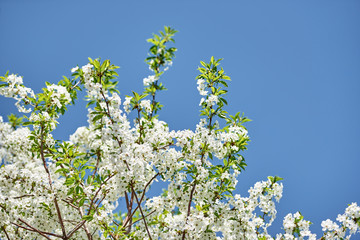 Branches of spring blossoming tree on blue sky background, copy space. Cherry tree with beautiful white flowers. Nature and springtime background, free space