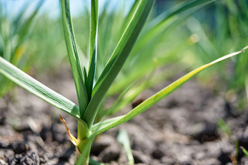 Obraz premium Close up of garlic plant, copy space. Green young onion leaves, selective focuse
