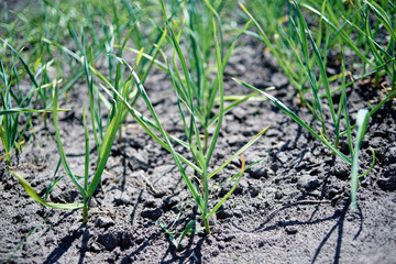 Garlic field, copy space. Green young leaves, onion plants. Garlic plantation. Vegetable farm