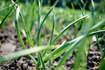 Close up of garlic plant, copy space. Green young onion leaves, selective focuse