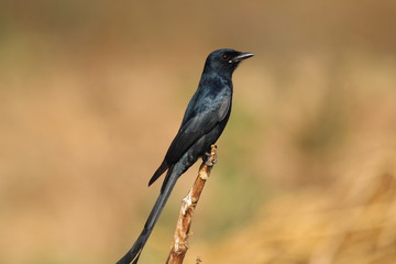Block bird on a branch