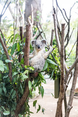 Obraz premium Koala in zoo