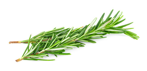 Rosemary isolated on white background