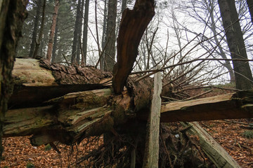 Trunk of dead fir in the forest, for an attack by parasites.