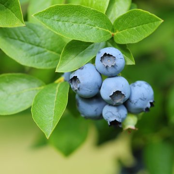 Highbush blueberry.