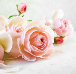 Pink roses isolated on white background. Perfect for background greeting cards and invitations of the wedding, birthday, Valentine's Day, Mother's Day. With a 1x1 square proportion.