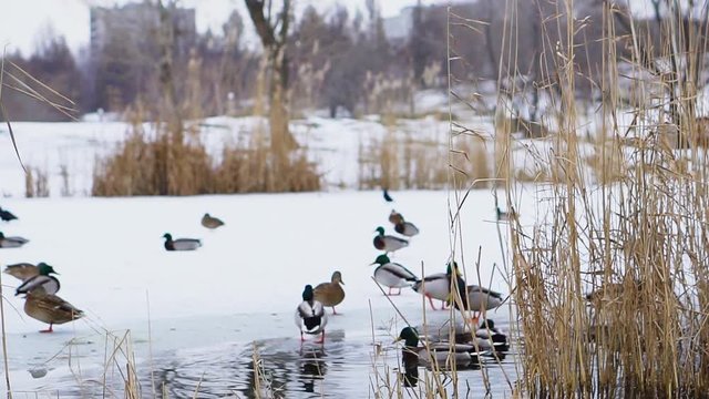 Ducks walk and swim on a lake in a winter park.