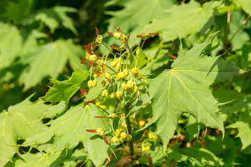 Amur maple (Acer ginnala) in blossom