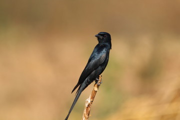 Black bird on a branch