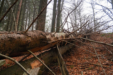 Trunk of dead fir in the forest, for an attack by parasites.