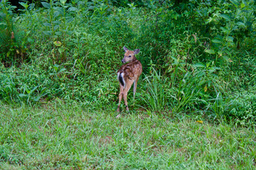 American life / Wild fawn in the forest.