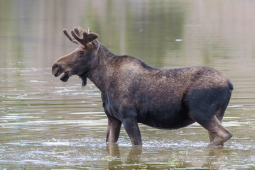 Shiras Moose of The Colorado Rocky Mountains