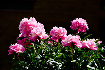 Shrub pink peonies on black background