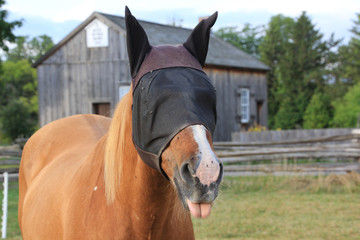 Horse wearing fly mask sticking tongue out in field with wooden building and fence in background.
