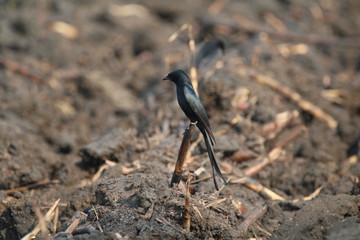 bird on the beach black