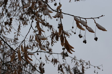  Linden seeds hang on a tree. They are covered with frost.