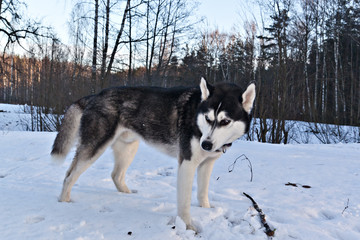 Dog breed Siberian Husky with a stick in a sunny winter forest