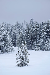 Winter Pine Trees Frozen Forest Snow Covered Pines