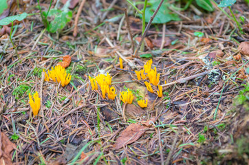 Calocère visqueuse,Calocera viscosa.