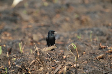 bird on a branch