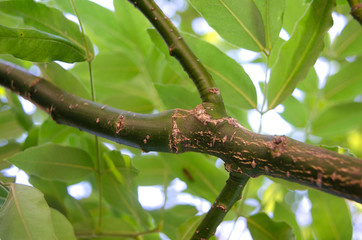 Fraxinus excelsior; bough