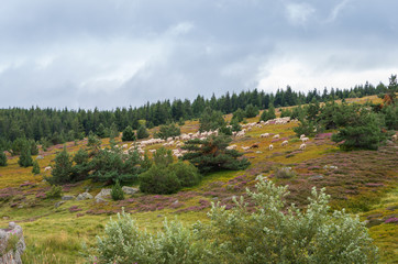 Brebis sur le Mont Lozère,Occitanie.