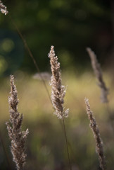 Fototapeta na wymiar grass on a background of blue sky