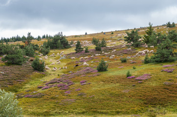 Brebis sur le Mont Lozère,Occitanie.