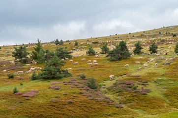 Brebis sur le Mont Lozère,Occitanie.