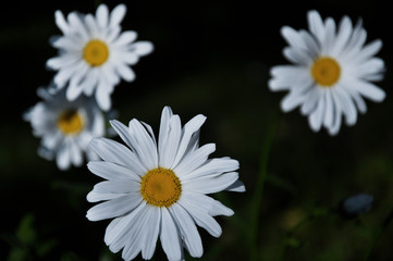 white flowers of daisy in garden, black background